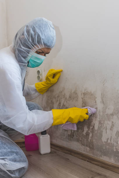 Best Asbestos and Lead Testing During Mold Inspection  in Lake Wylie, SC