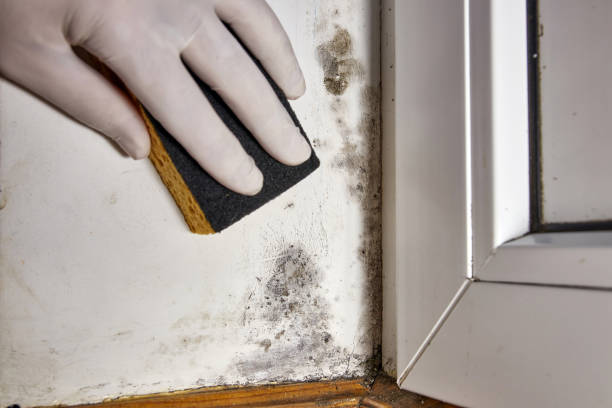 Best Mold Documentation for Insurance Claims  in Lake Wylie, SC